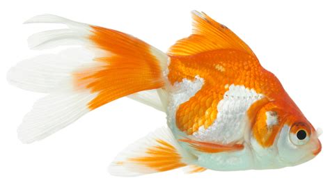 fish with white background|Fish White Background Images .